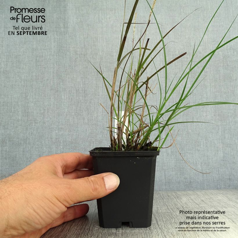 Exemplaar van Miscanthus sinensis Yaku-Jima - Prachtriet Kweekpotje van 8/9 cm zoals geleverd in de herfst