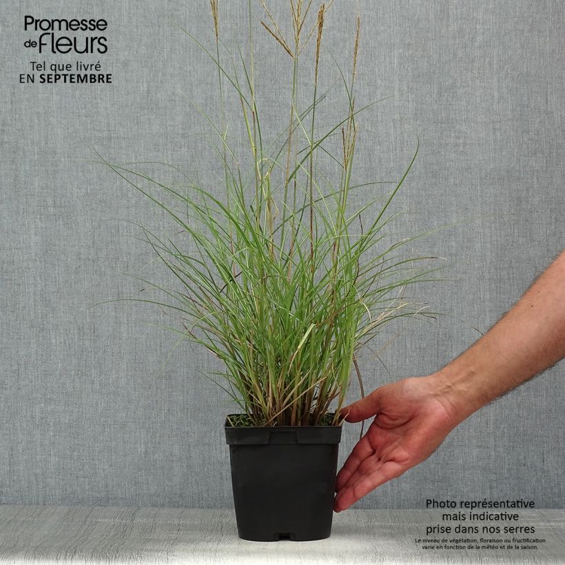 Exemplaar van Miscanthus sinensis Yaku-Jima - Prachtriet Pot van 2 l/3 l zoals geleverd in de zomer