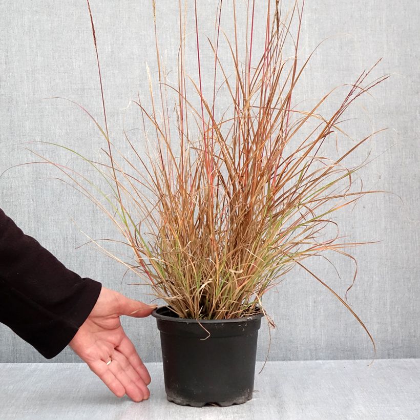 Exemplaar van Miscanthus sinensis Yaku-Jima - Prachtriet Pot van 2 l/3 l zoals geleverd in de herfst
