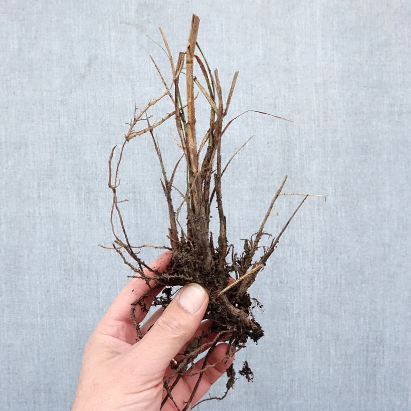 Exemplaar van Miscanthus sinensis Yaku-Jima - Prachtriet Naakte wortel zoals geleverd in de winter