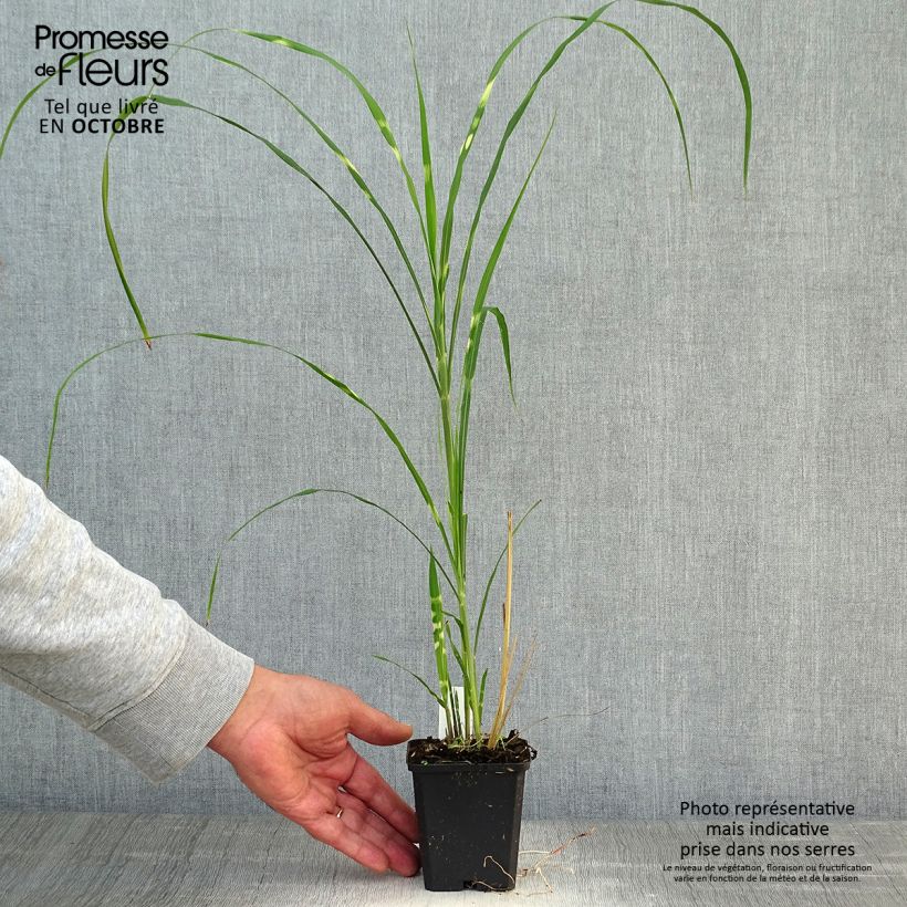 Exemplaar van Miscanthus sinensis Zebrinus - Prachtriet Kweekpotje van 8/9 cm zoals geleverd in de herfst