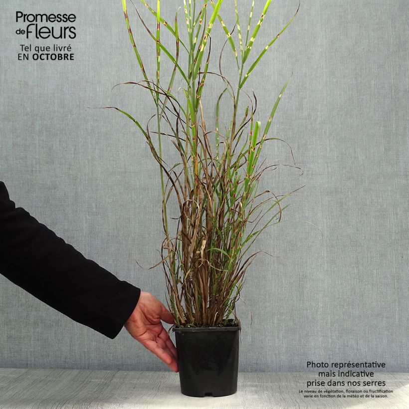Exemplaar van Miscanthus sinensis Zebrinus - Prachtriet Pot van 2 l/3 l zoals geleverd in de herfst