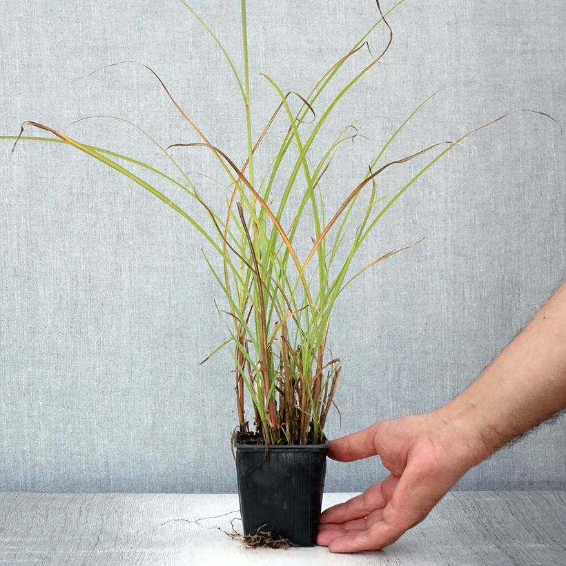 Exemplaar van Miscanthus transmorrisonensis - Prachtriet Kweekpotje van 8/9 cm zoals geleverd in de zomer