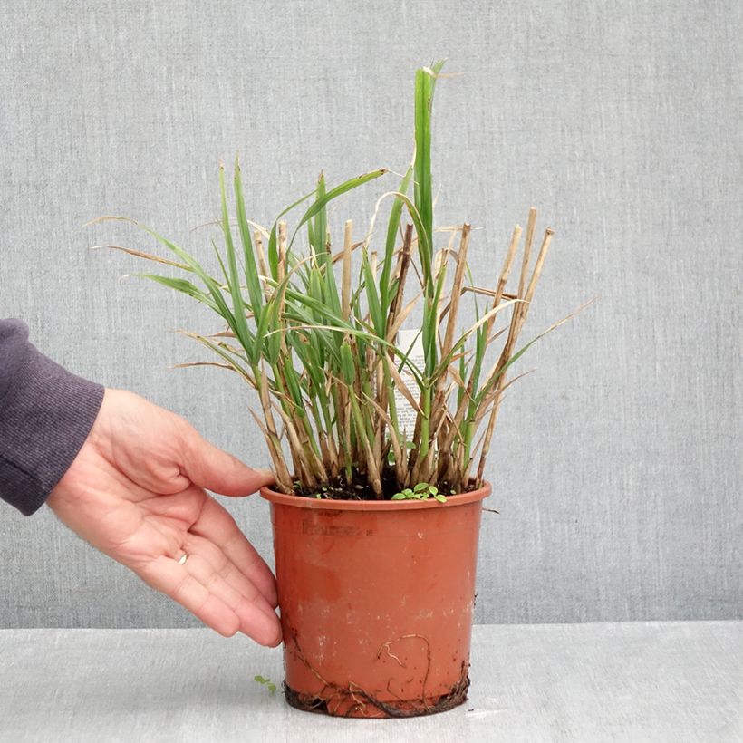 Exemplaar van Miscanthus transmorrisonensis - Prachtriet Pot van 1 l/1,5 l zoals geleverd in de herfst