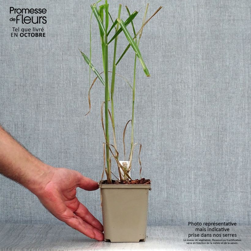 Exemplaar van Miscanthus giganteus Alligator - Olifantengras Pot van 10 cm/11 cm zoals geleverd in de herfst