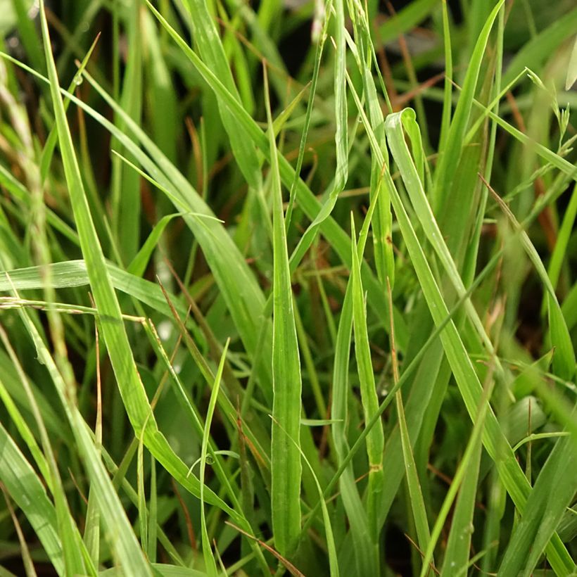 Molinia arundinacea Karl Foerster - Pijpenstrootje (Blad)