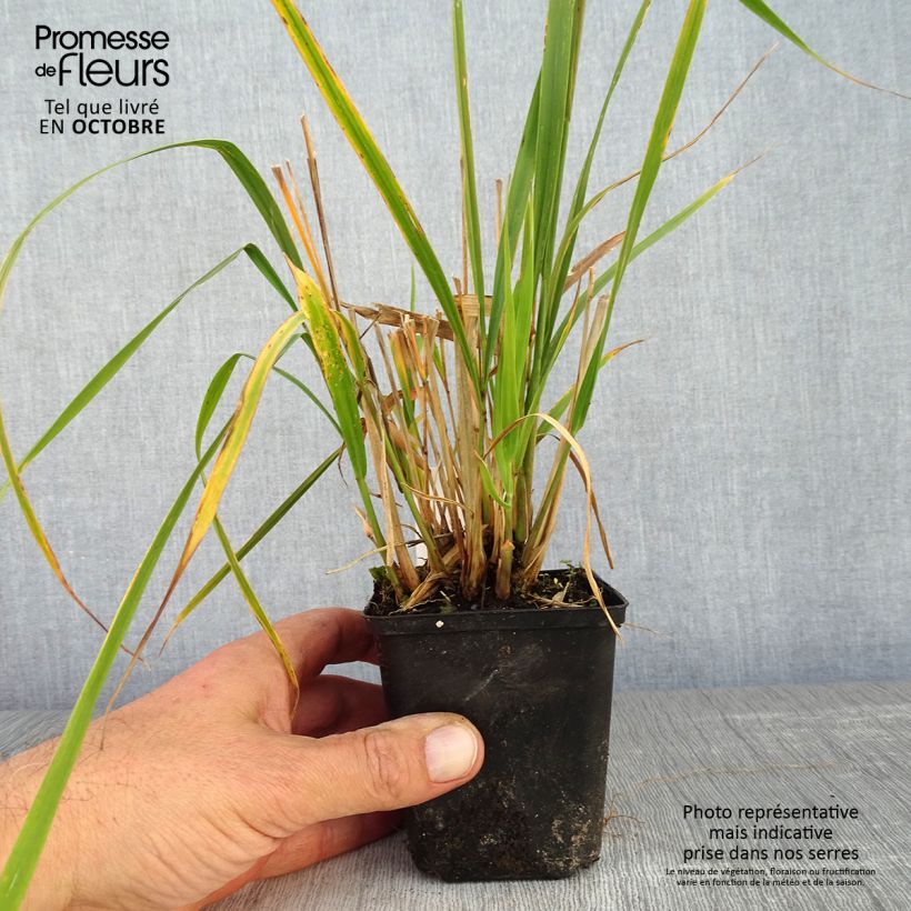 Exemplaar van Molinia arundinacea Windsaule - Pijpenstrootje Kweekpotje van 8/9 cm zoals geleverd in de herfst