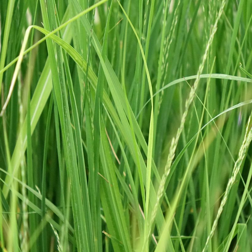 Molinia caerulea Edith Dudszus - Pijpenstrootje (Blad)