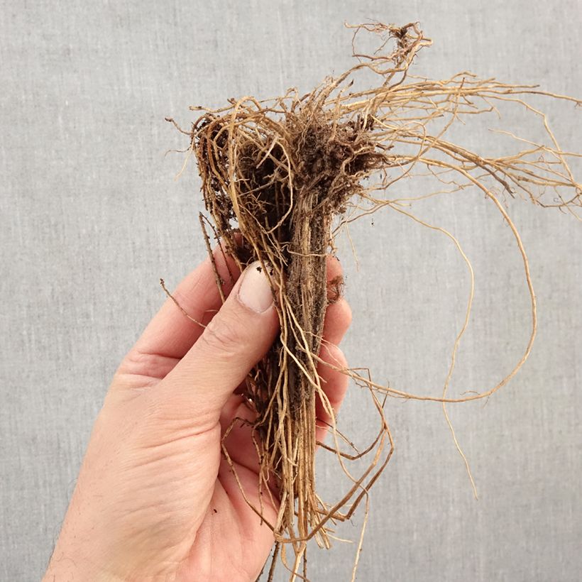Exemplaar van Molinia caerulea Edith Dudszus - Pijpenstrootje Naakte wortel zoals geleverd in de winter