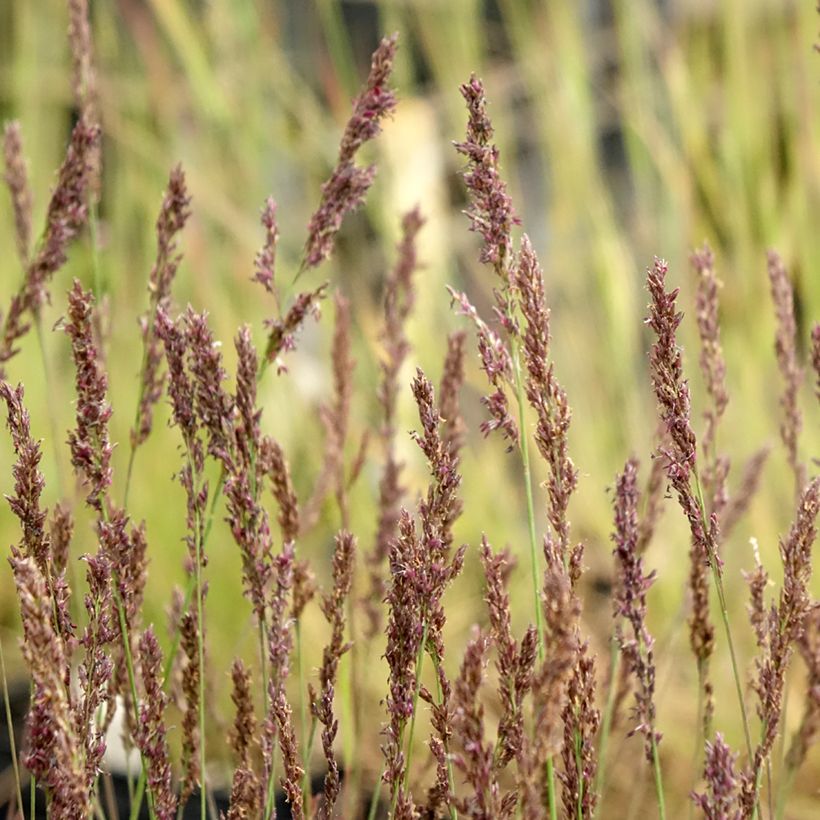 Molinia caerulea Heidezwerg - Pijpenstrootje (Bloei)