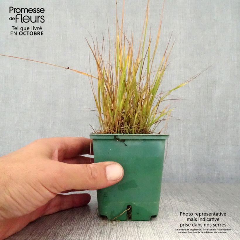 Exemplaar van Molinia caerulea Heidezwerg - Pijpenstrootje Kweekpotje van 8/9 cm zoals geleverd in de herfst