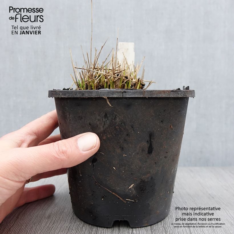 Exemplaar van Molinia caerulea Heidezwerg - Molinie bleue à fleurs pourpre Pot de 2L/3L zoals geleverd in de winter