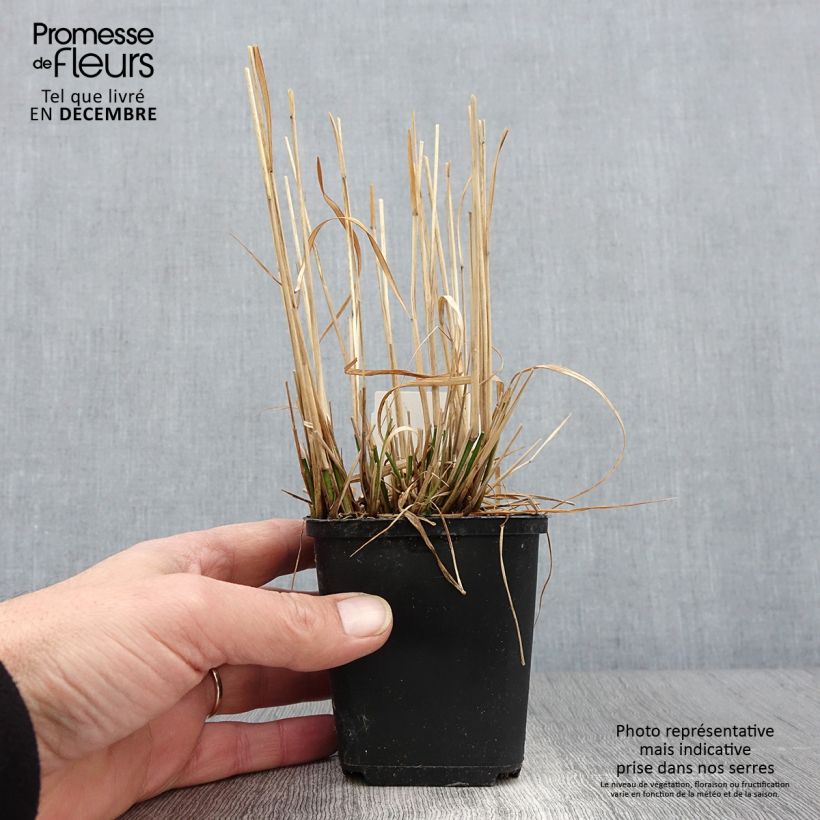 Exemplaar van Molinia caerulea Moorflamme - Pijpenstrootje Kweekpotje van 8/9 cm zoals geleverd in de herfst