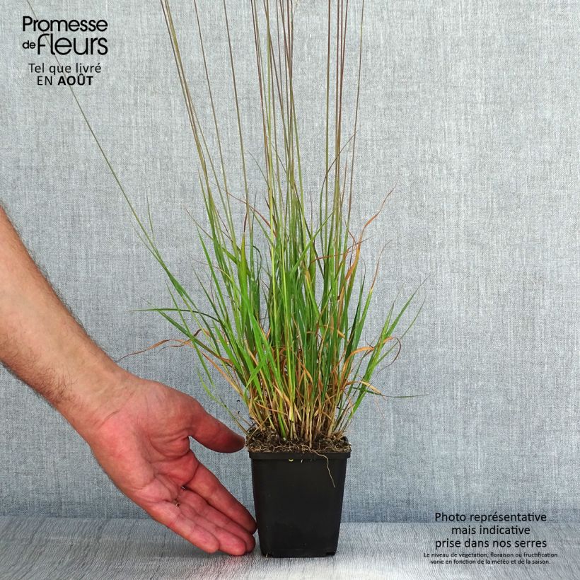 Exemplaar van Molinia caerulea Moorflamme - Pijpenstrootje Kweekpotje van 8/9 cm zoals geleverd in de zomer