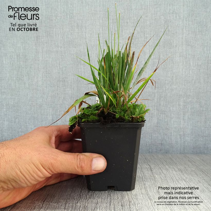 Exemplaar van Molinia caerulea Moorhexe - Pijpenstrootje Kweekpotje van 8/9 cm zoals geleverd in de herfst