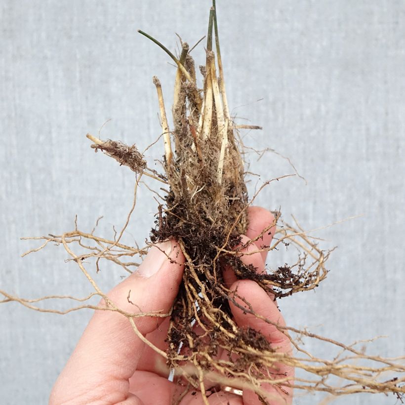 Exemplaar van Molinia caerulea Moorhexe - Pijpenstrootje Naakte wortel zoals geleverd in de winter
