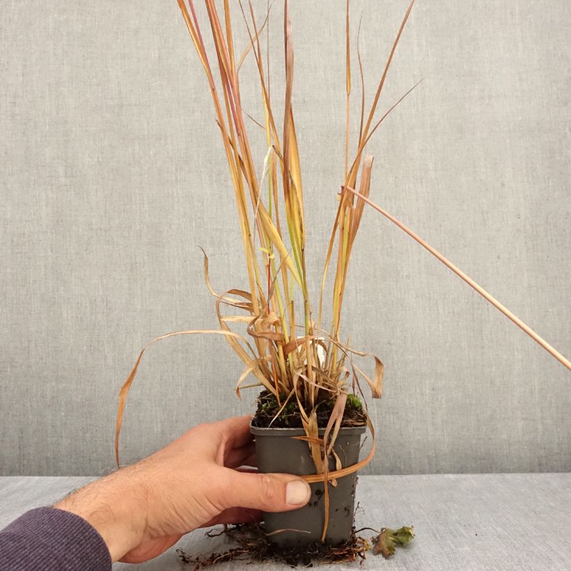 Exemplaar van Molinia caerulea arundinacea Fontäne - Pijpenstrootje Kweekpotje van 8/9 cm zoals geleverd in de herfst