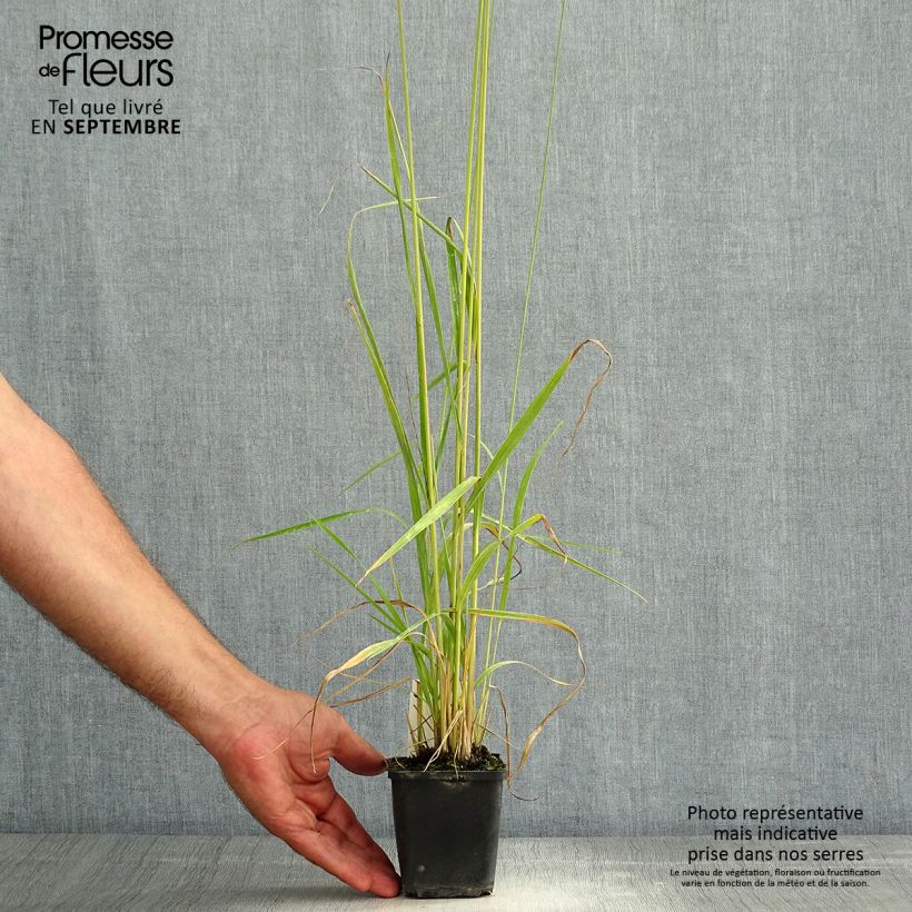 Exemplaar van Molinia caerulea arundinacea Fontäne - Pijpenstrootje Kweekpotje van 8/9 cm zoals geleverd in de zomer