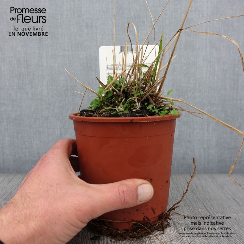 Exemplaar van Molinia caerulea ssp arundinacea Fontäne Pot de 1L/1,5L zoals geleverd in de herfst