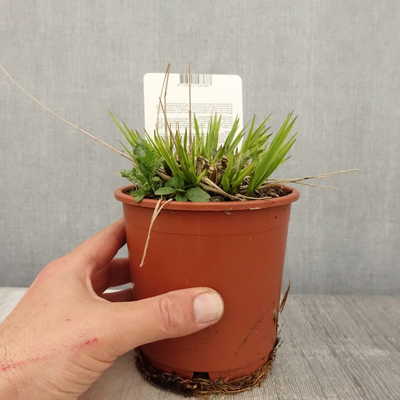 Exemplaar van Molinia caerulea arundinacea Fontäne - Pijpenstrootje Pot van 1 l/1,5 l zoals geleverd in de lente