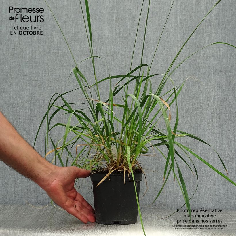 Exemplaar van Molinia caerulea arundinacea Skyracer - Pijpenstrootje Pot van 2 l/3 l zoals geleverd in de herfst