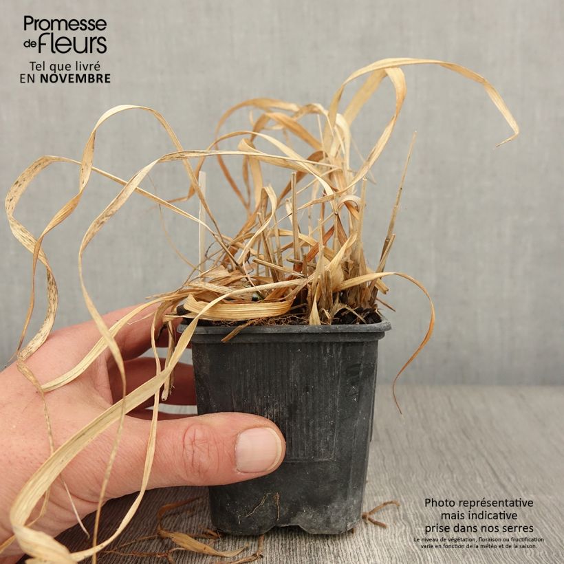 Exemplaar van Molinia caerulea arundinacea Transparent - Pijpenstrootje Kweekpotje van 8/9 cm zoals geleverd in de herfst