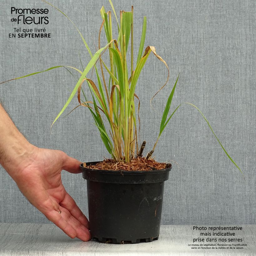 Exemplaar van Molinia caerulea arundinacea Transparent - Pijpenstrootje Pot van 2 l/3 l zoals geleverd in de herfst