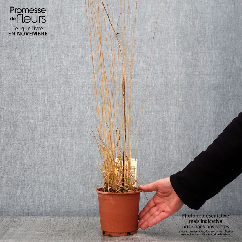 Exemplaar van Molinia caerulea ssp caerulea Heidebraut - Pijpenstrootje Pot van 1 l/1,5 l zoals geleverd in de herfst