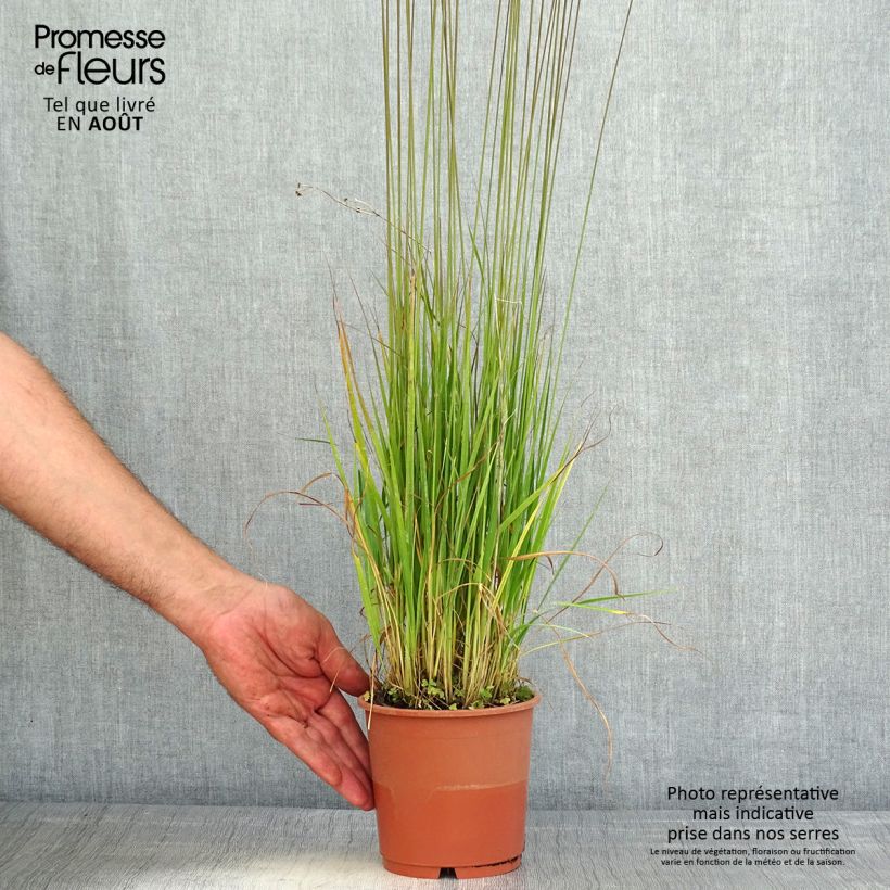 Exemplaar van Molinia caerulea ssp caerulea Heidebraut - Pijpenstrootje Pot van 1 l/1,5 l zoals geleverd in de zomer