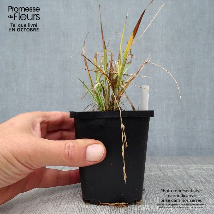 Exemplaar van Molinia caerulea ssp caerulea Variegata - Pijpenstrootje Kweekpotje van 8/9 cm zoals geleverd in de herfst
