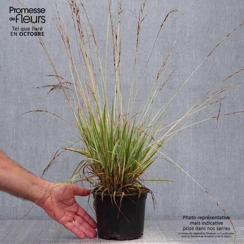 Exemplaar van Molinia caerulea ssp caerulea Variegata - Pijpenstrootje Pot van 2 l/3 l zoals geleverd in de herfst