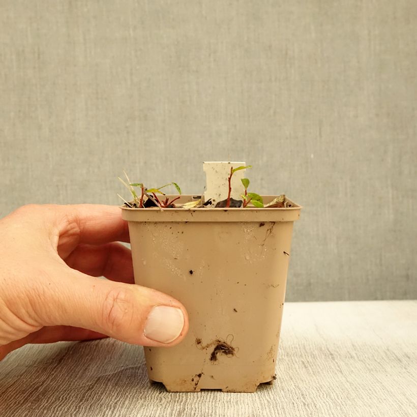 Exemplaar van Molopospermum peloponnesiacum - Molopospermum Kweekpotje van 8/9 cm zoals geleverd in de herfst