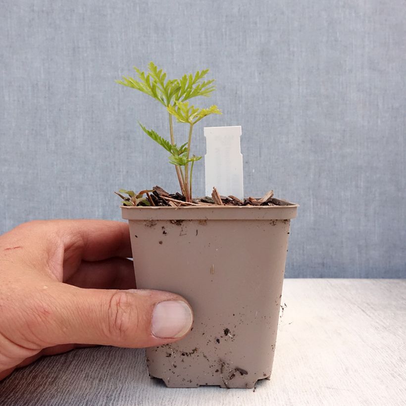 Exemplaar van Molopospermum peloponnesiacum - Molopospermum Kweekpotje van 8/9 cm zoals geleverd in de zomer