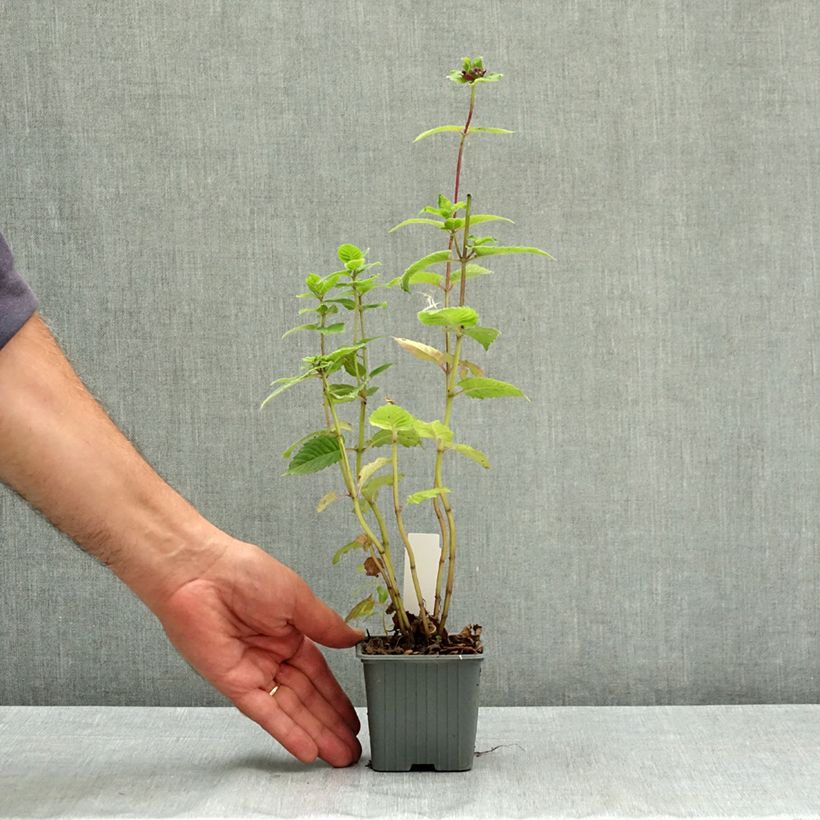 Exemplaar van Monarda Bee True - Bergamotplant Kweekpotje van 8/9 cm zoals geleverd in de zomer