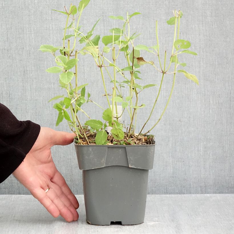 Exemplaar van Monarda Gardenview Scarlet - Bergamotplant Pot van 2 l/3 l zoals geleverd in de herfst