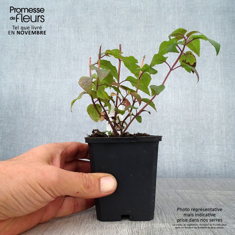Exemplaar van Monarda Blaustrumpf - Bergamotplant Kweekpotje van 8/9 cm zoals geleverd in de herfst
