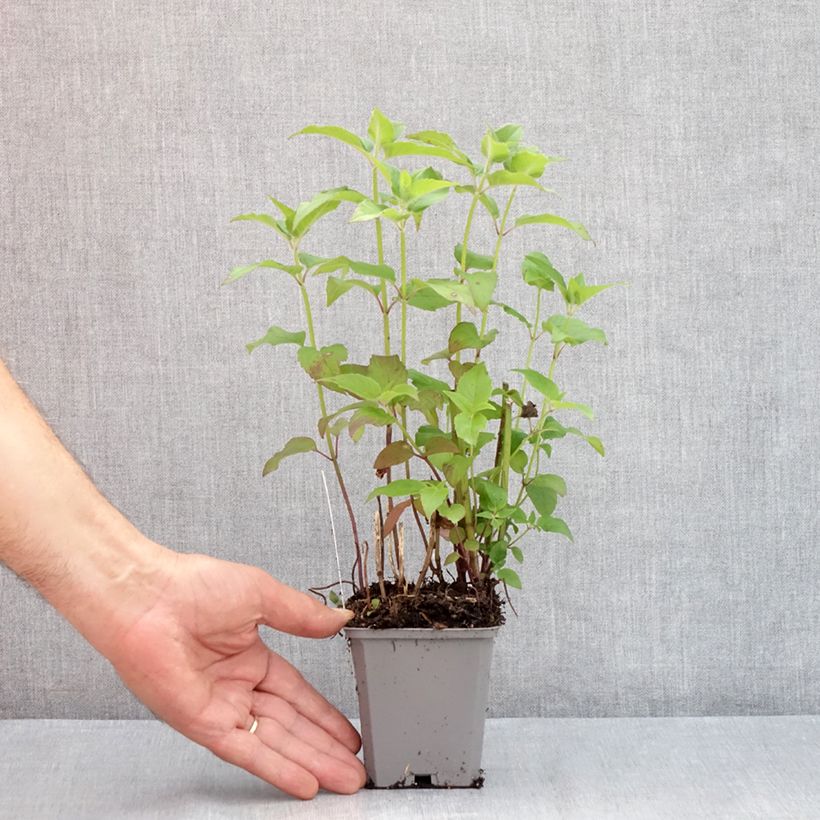 Exemplaar van Monarda Blaustrumpf - Bergamotplant Kweekpotje van 8/9 cm zoals geleverd in de zomer