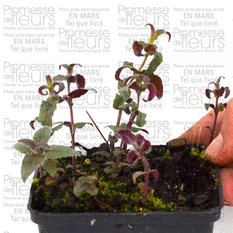 Voorbeeld van een exemplaar van Monarde bradburiana - Bergamote sauvage Godet de 8/9 cm zoals geleverd