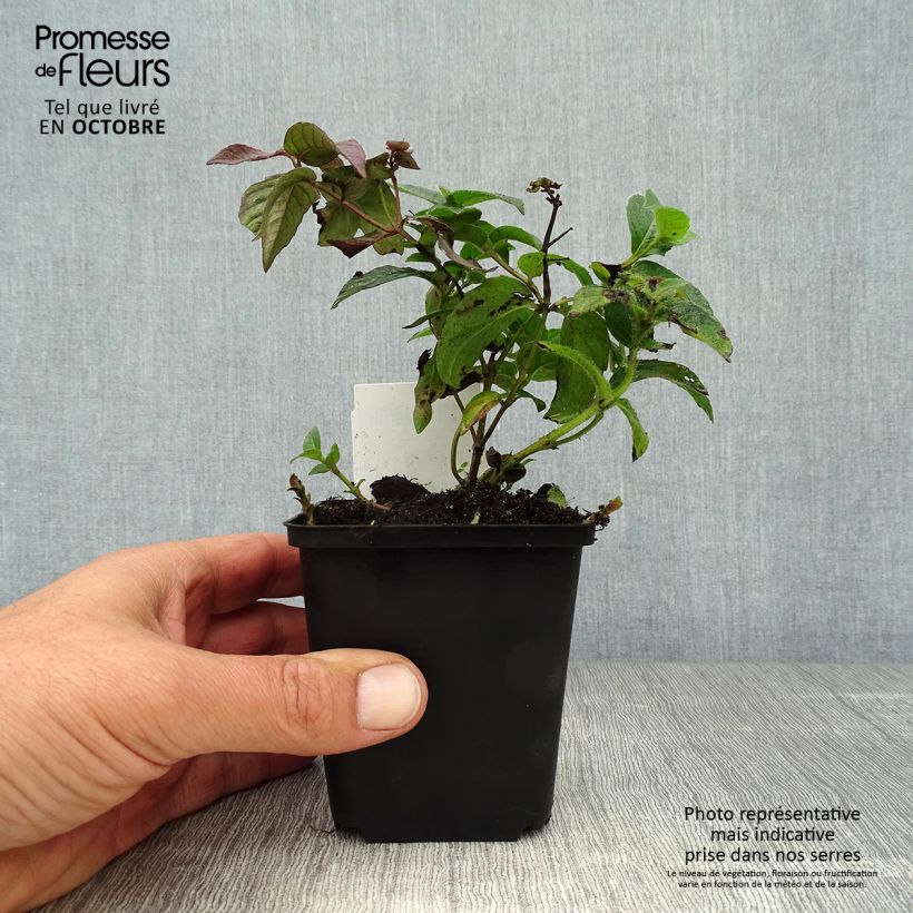 Exemplaar van Monarda bradburiana - Bergamotplant Kweekpotje van 8/9 cm zoals geleverd in de herfst