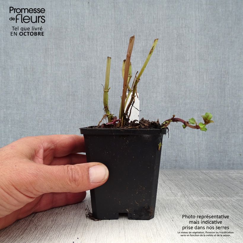 Exemplaar van Monarda Cambridge Scarlet - Bergamotplant Kweekpotje van 8/9 cm zoals geleverd in de herfst