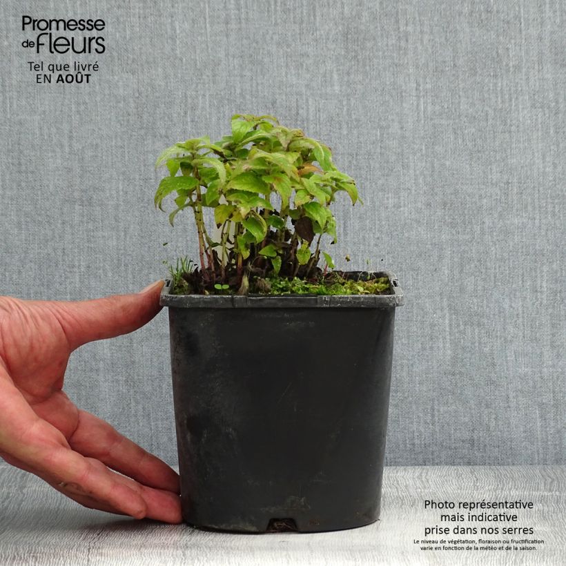 Exemplaar van Monarda didyma Cranberry Lace - Bergamotplant Pot van 1,5 l/2 l zoals geleverd in de zomer