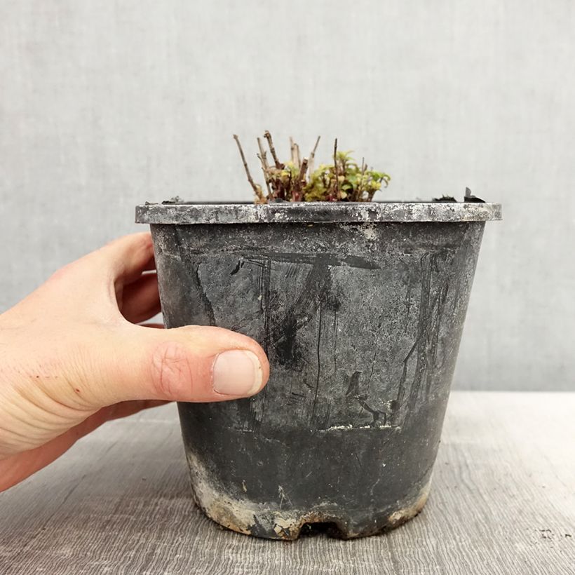 Exemplaar van Monarda didyma Cranberry Lace - Bergamotplant Pot van 1,5 l/2 l zoals geleverd in de lente