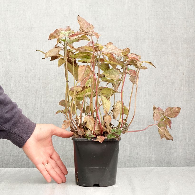 Exemplaar van Monarda didyma Pink Supreme - Bergamotplant Pot van 1,5 l/2 l zoals geleverd in de herfst