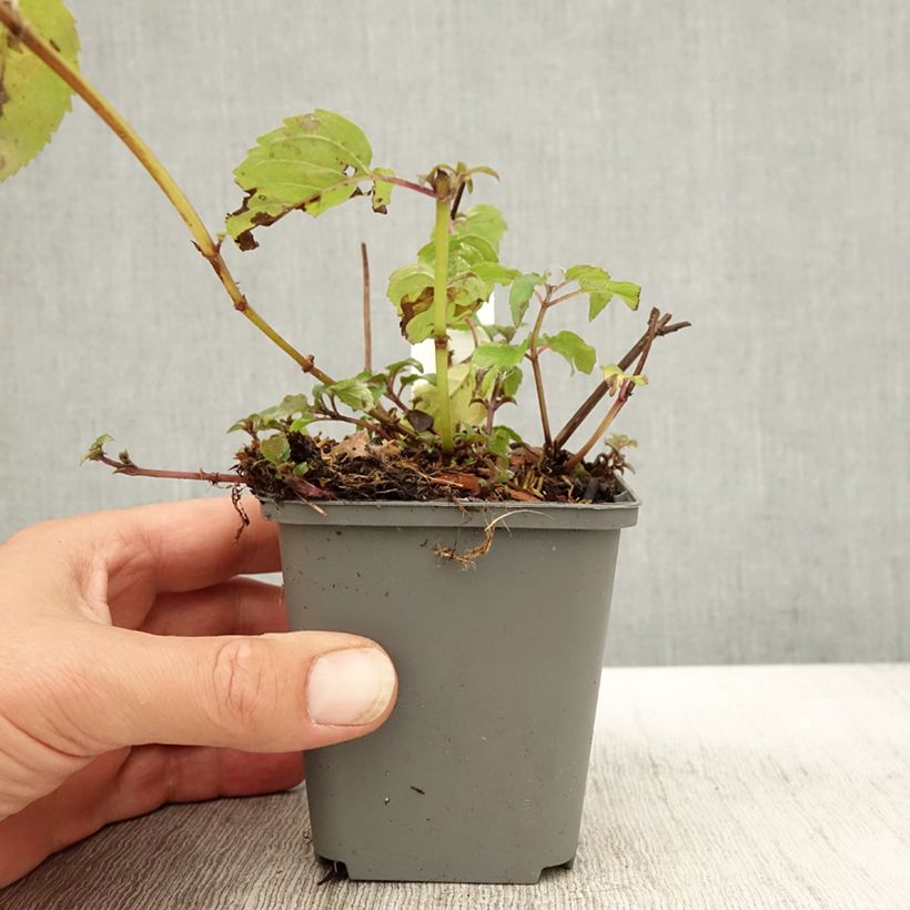 Exemplaar van Monarda fistulosa Feuerschopf - Bergamotplant Kweekpotje van 8/9 cm zoals geleverd in de herfst