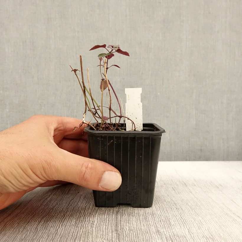 Exemplaar van Monarda fistulosa menthifolia - Wilde bergamot Kweekpotje van 8/9 cm zoals geleverd in de herfst