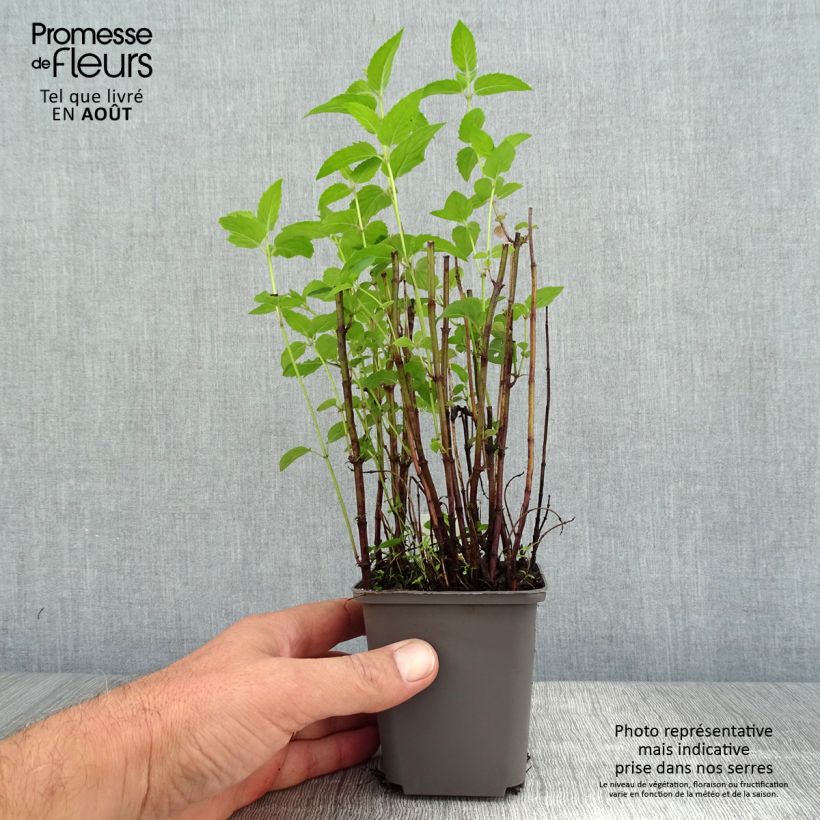 Exemplaar van Monarda fistulosa menthifolia - Wilde bergamot Kweekpotje van 8/9 cm zoals geleverd in de zomer