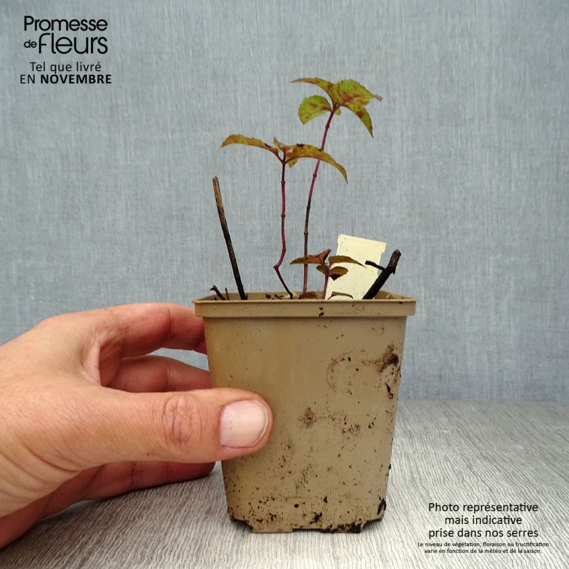 Exemplaar van Monarda Heidelerche - Bergamotplant Kweekpotje van 8/9 cm zoals geleverd in de herfst