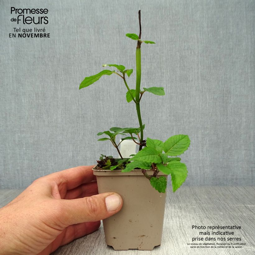 Exemplaar van Monarda Jacob Cline - Bergamotplant Kweekpotje van 8/9 cm zoals geleverd in de herfst
