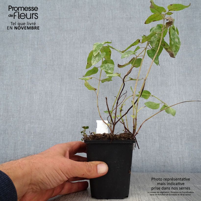 Exemplaar van Monarda Mohawk - Bergamotplant Kweekpotje van 8/9 cm zoals geleverd in de herfst