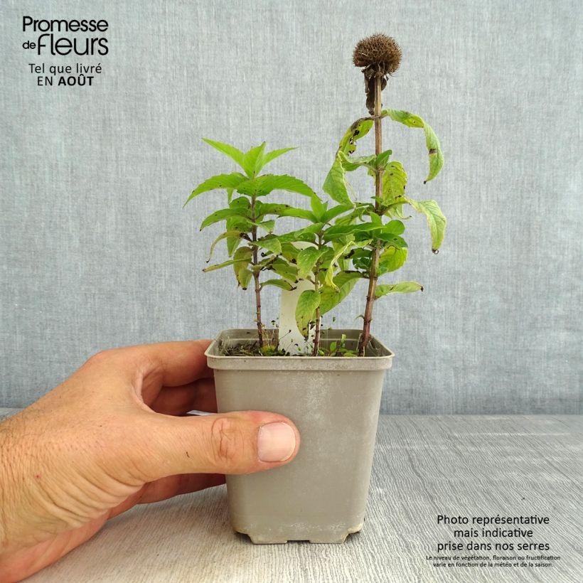 Exemplaar van Monarda didyma Pardon My Pink - Bergamotplant Kweekpotje van 8/9 cm zoals geleverd in de zomer
